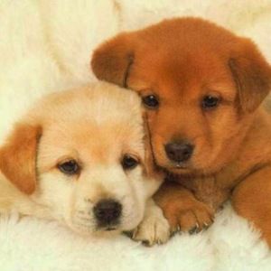 Meet your Posher, Sketch master 21 wsms